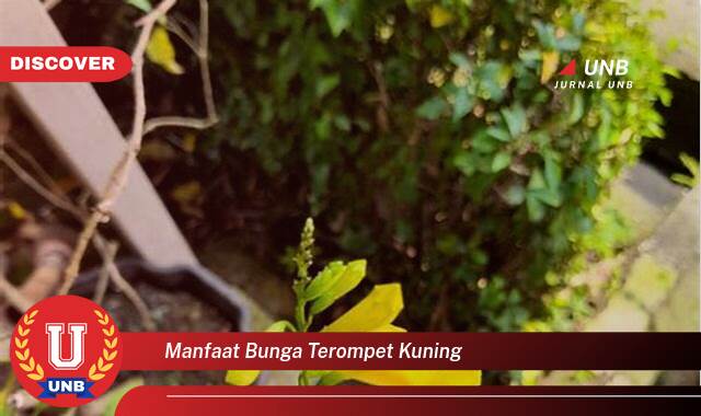 Temukan 10 Manfaat Bunga Terompet Kuning untuk Kesehatan dan Kecantikan