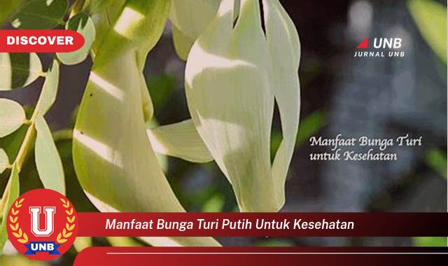 Temukan 9 Manfaat manfaat bunga turi putih untuk kesehatan yang Wajib kamu ketahui