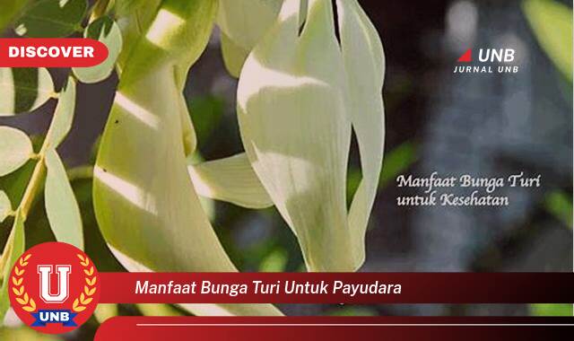 Ketahui 9 Manfaat manfaat bunga turi untuk payudara yang tidak Semua Orang Tau