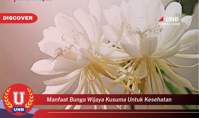 Inilah 8 Manfaat manfaat bunga wijaya kusuma untuk kesehatan yang Jarang Diketahui