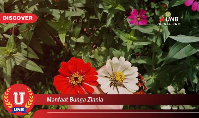 8 Manfaat manfaat bunga zinnia yang Wajib Kamu Intip