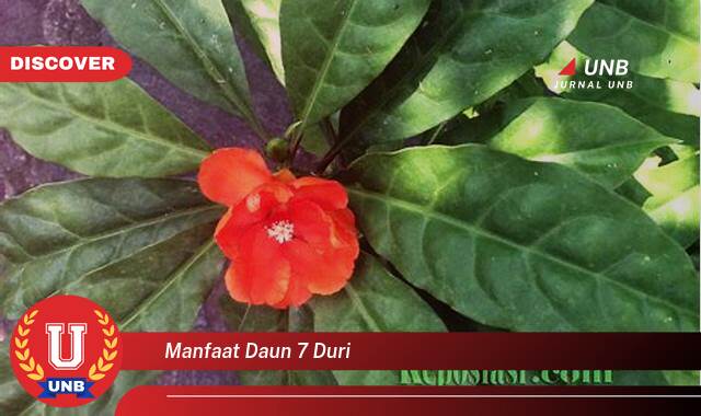 Temukan 8 Manfaat manfaat daun 7 duri yang Bikin Kamu Penasaran