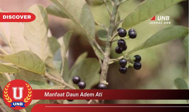 Temukan 9 Manfaat manfaat daun adem ati yang Jarang Diketahui