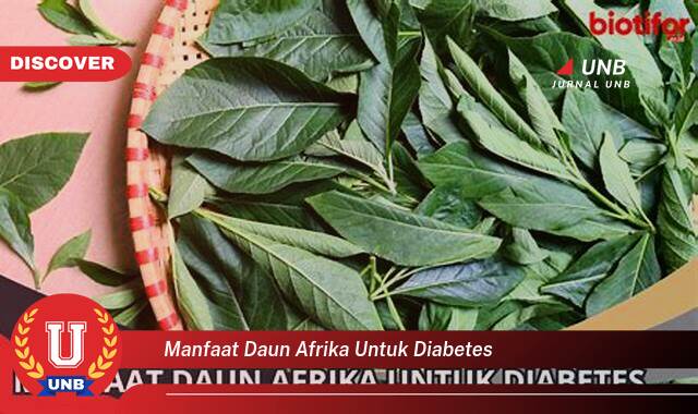 Temukan 10 Manfaat Daun Afrika untuk Diabetes, Kontrol Gula Darah dan Kesehatan Anda