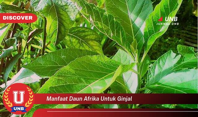 Temukan 8 Manfaat Daun Afrika untuk Ginjal, Atasi Masalah Ginjal Secara Alami