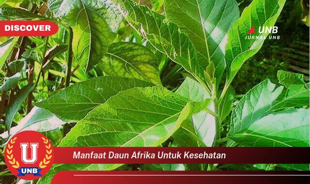 Temukan 9 Manfaat Daun Afrika untuk Kesehatan Tubuh Anda Secara Alami