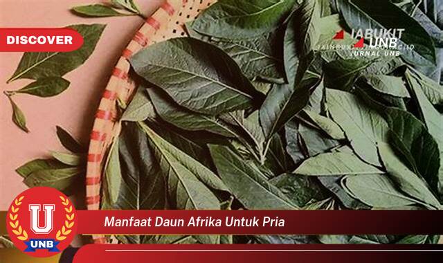 Temukan 10 Manfaat Daun Afrika untuk Pria, Meningkatkan Kesehatan dan Vitalitas