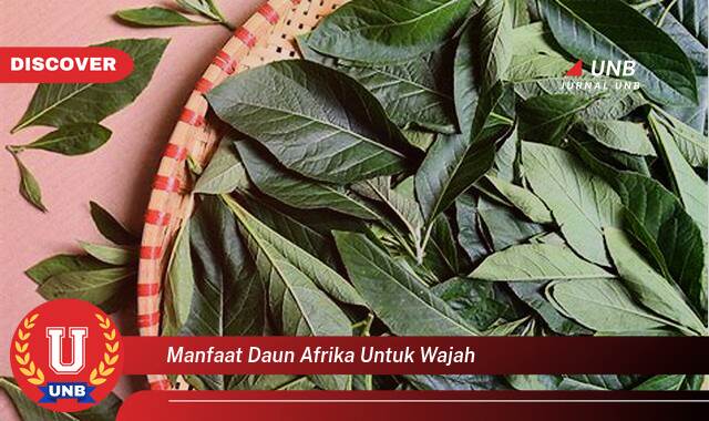 Ketahui 8 Manfaat manfaat daun afrika untuk wajah yang Bikin Kamu Penasaran