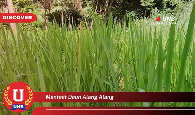 Temukan 9 Manfaat Daun Alang,Alang untuk Kesehatan Anda yang Luar Biasa Temukan 9 Manfaat Daun Alang,Alang untuk Kesehatan Anda yang Luar Biasa