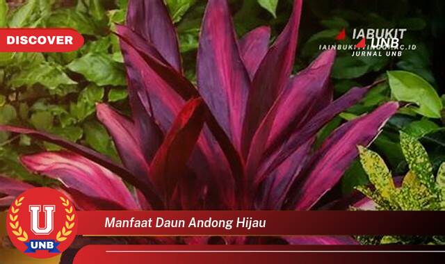 Temukan 9 Manfaat manfaat daun andong hijau yang tidak Semua Orang Tau