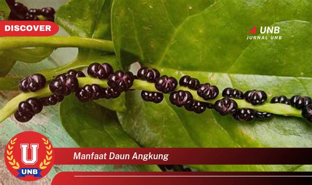 10 Manfaat manfaat daun angkung yang Bikin Kamu Penasaran