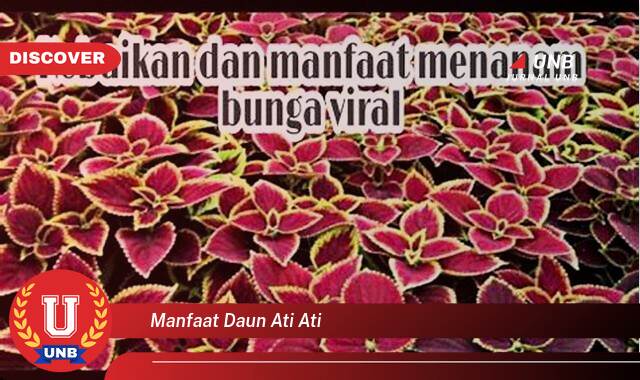 Ketahui 8 Manfaat manfaat daun ati ati yang Bikin Kamu Penasaran