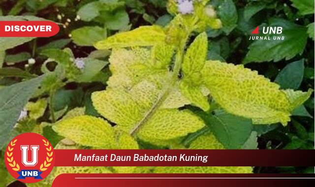 Ketahui 8 Manfaat manfaat daun babadotan kuning yang Wajib kamu ketahui