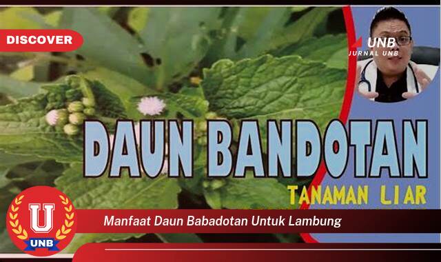 Ketahui 8 Manfaat manfaat daun babadotan untuk lambung yang Wajib kamu ketahui