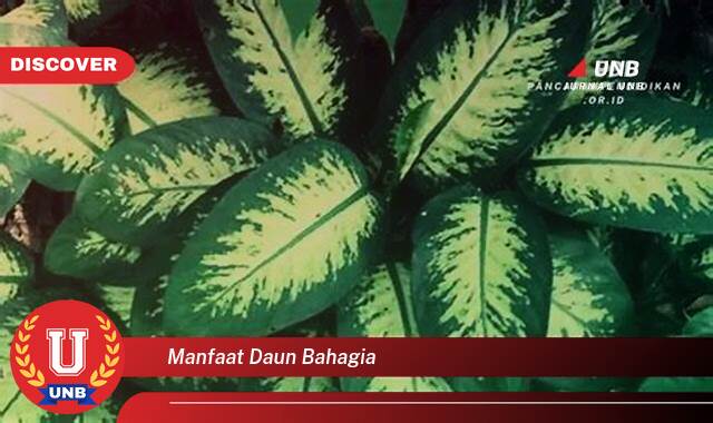 8 Manfaat manfaat daun bahagia yang Wajib Kamu Intip