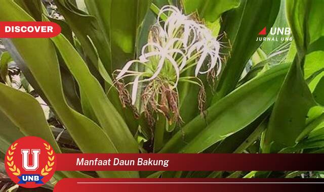 Temukan 9 Manfaat Daun Bakung untuk Kesehatan dan Kecantikan Kulit Anda