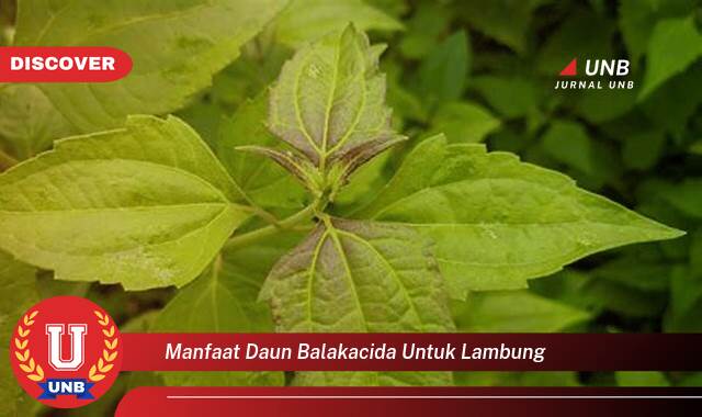 Temukan 9 Manfaat Daun Balakacida untuk Mengatasi Masalah Lambung Anda