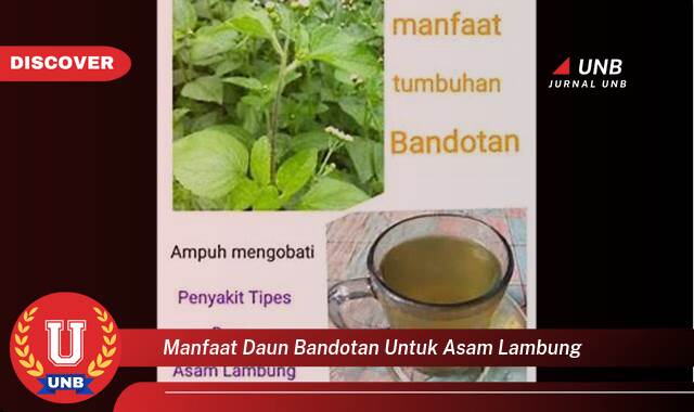 Temukan 10 Manfaat Daun Bandotan untuk Asam Lambung, Redakan Nyeri dan Perut Kembung Secara Alami