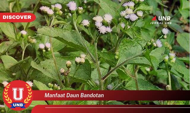 Temukan 9 Manfaat Daun Bandotan untuk Kesehatan, Mengatasi Demam, Luka, dan Masalah Pencernaan