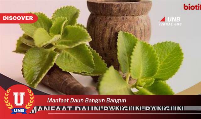 Temukan 10 Manfaat Daun Bangun,Bangun untuk Kesehatan Tubuh Anda Temukan 10 Manfaat Daun Bangun,Bangun untuk Kesehatan Tubuh Anda
