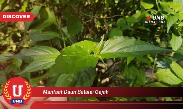 Temukan 9 Manfaat Daun Belalai Gajah untuk Kesehatan Anda