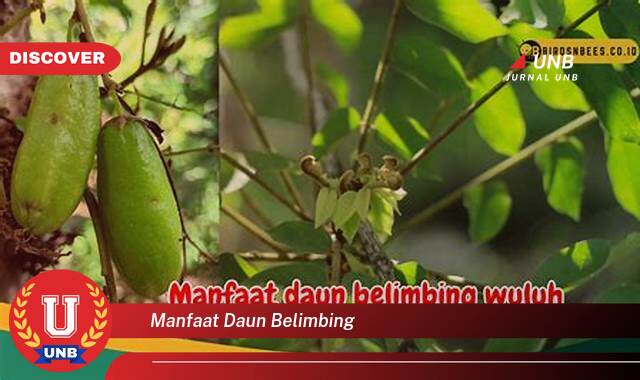 Temukan 10 Manfaat Daun Belimbing untuk Kesehatan dan Kecantikan Anda