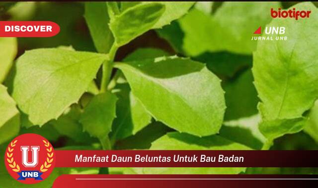 Temukan 9 Manfaat manfaat daun beluntas untuk bau badan yang tidak Semua Orang Tau