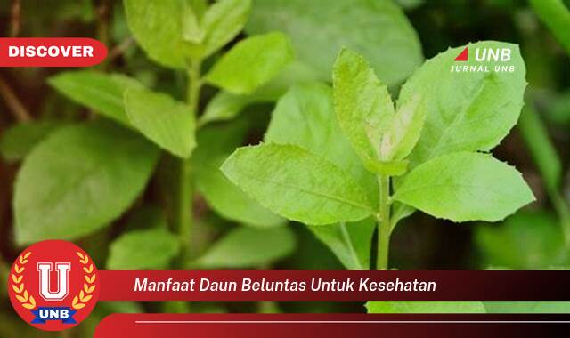 10 Manfaat manfaat daun beluntas untuk kesehatan yang Wajib kamu ketahui