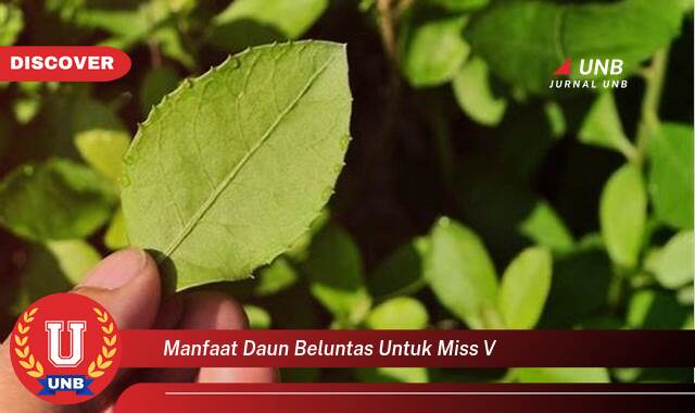Temukan 9 Manfaat Daun Beluntas untuk Miss V, Solusi Alami Kesehatan Kewanitaan Temukan 9 Manfaat Daun Beluntas untuk Miss V, Solusi Alami Kesehatan Kewanitaan