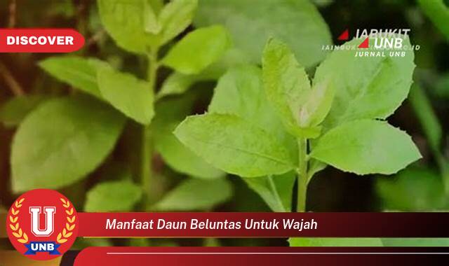 Temukan 10 Manfaat Daun Beluntas untuk Wajah, Kulit Cerah, Bebas Jerawat, dan Awet Muda