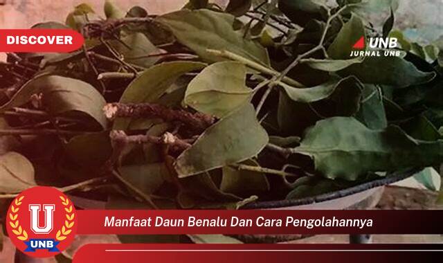 Temukan 8 Manfaat Daun Benalu untuk Kesehatan dan Cara Mengolahnya Secara Alami