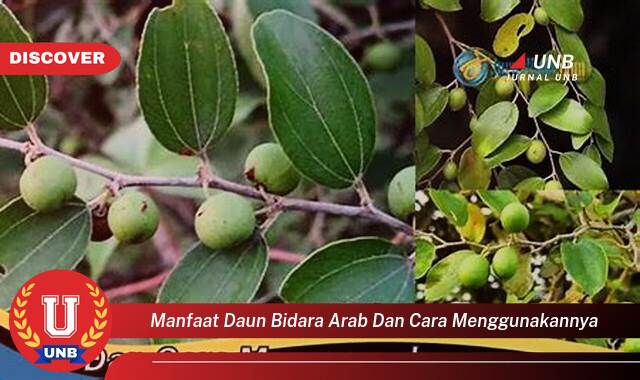 Temukan 8 Manfaat Daun Bidara Arab untuk Kesehatan dan Kecantikan serta Cara Menggunakannya