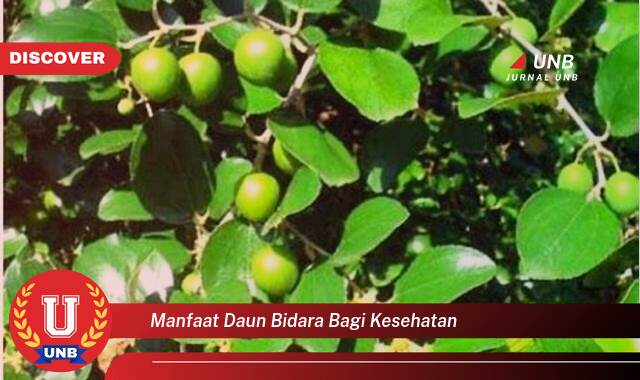 Temukan 8 Manfaat Daun Bidara bagi Kesehatan,  Khasiat Luar Biasa untuk Tubuh Anda