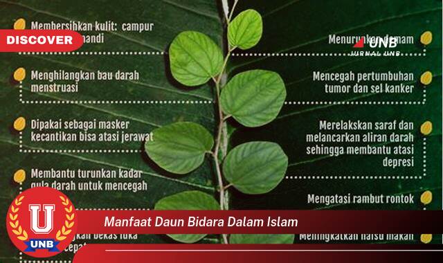 Temukan 9 Manfaat Daun Bidara dalam Islam, Mengatasi Gangguan Jin, Ruqyah, dan Kesehatan Temukan 9 Manfaat Daun Bidara dalam Islam, Mengatasi Gangguan Jin, Ruqyah, dan Kesehatan