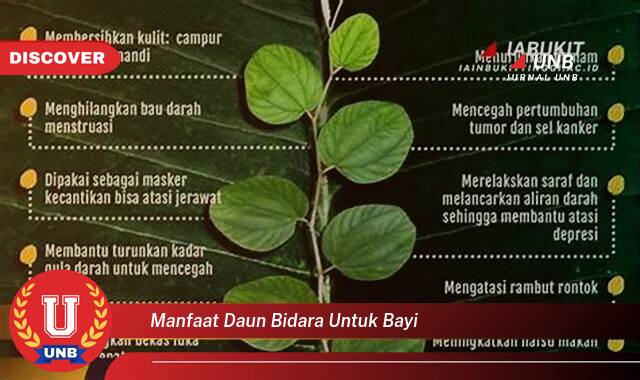 Temukan 9 Manfaat Daun Bidara untuk Bayi, Mengatasi Ruam Popok, Biang Keringat, dan Masalah Kulit Lainnya Secara Alami