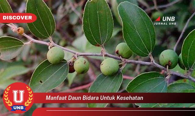 Temukan 9 Manfaat Daun Bidara untuk Kesehatan,  Khasiat Luar Biasa untuk Tubuh Anda