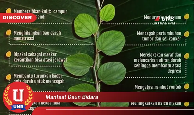 manfaat daun bidara