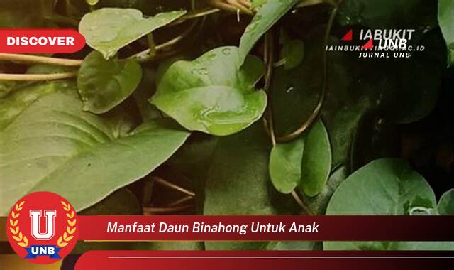 Inilah 10 Manfaat manfaat daun binahong untuk anak yang Jarang Diketahui
