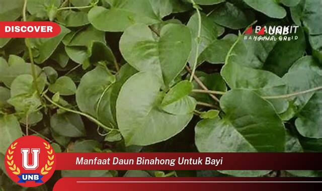 8 Manfaat manfaat daun binahong untuk bayi yang tidak Semua Orang Tau