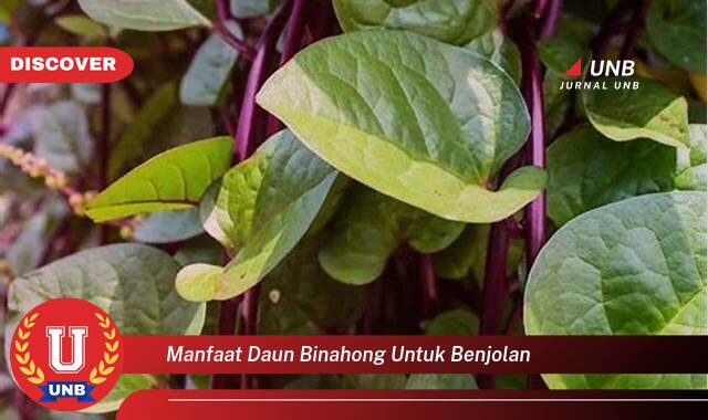 Temukan 8 Manfaat Daun Binahong untuk Benjolan, Atasi Secara Alami dan Efektif Temukan 8 Manfaat Daun Binahong untuk Benjolan, Atasi Secara Alami dan Efektif