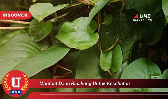 Temukan 8 Manfaat Daun Binahong untuk Kesehatan, 10 Khasiat yang Menakjubkan dan Cara Mengolahnya Temukan 8 Manfaat Daun Binahong untuk Kesehatan, 10 Khasiat yang Menakjubkan dan Cara Mengolahnya
