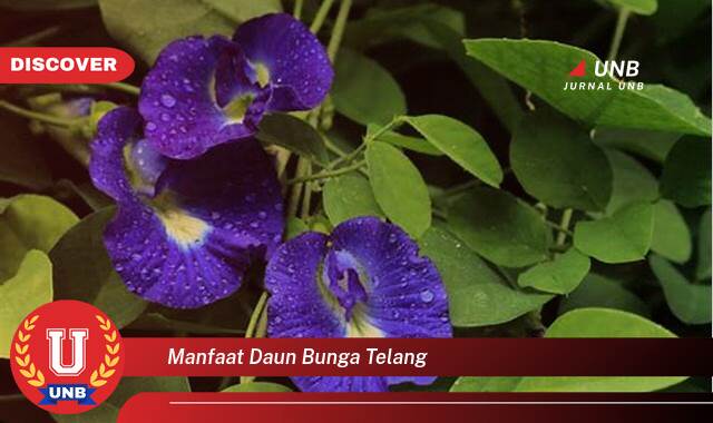 Temukan 10 Manfaat Daun Bunga Telang untuk Kesehatan Anda yang Luar Biasa Temukan 10 Manfaat Daun Bunga Telang untuk Kesehatan Anda yang Luar Biasa