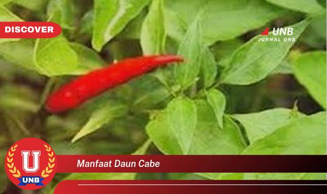 Temukan 10 Manfaat Daun Cabe untuk Kesehatan dan Kecantikan Anda