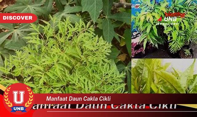 9 Manfaat manfaat daun cakla cikli yang Bikin Kamu Penasaran