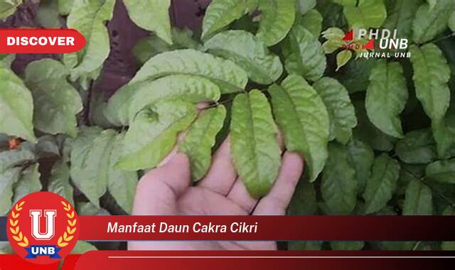 Temukan 9 Manfaat Daun Cakra Cikri untuk Kesehatan dan Kecantikan