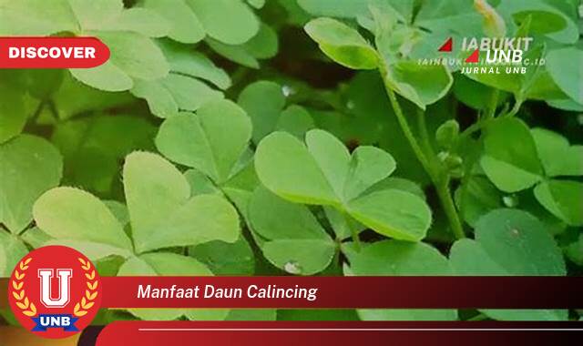 Temukan 10 Manfaat Daun Calincing untuk Kesehatan Anda yang Menakjubkan Temukan 10 Manfaat Daun Calincing untuk Kesehatan Anda yang Menakjubkan