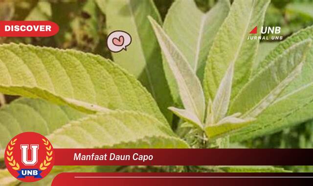 Temukan 8 Manfaat manfaat daun capo yang Bikin Kamu Penasaran