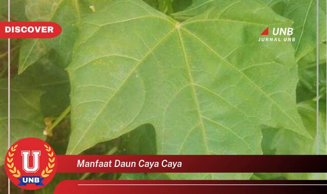 10 Manfaat manfaat daun caya caya yang tidak Semua Orang Tau