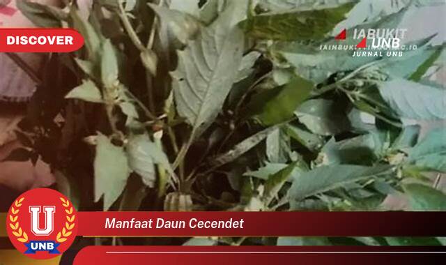 Temukan 9 Manfaat Daun Cecendet untuk Kesehatan, Khasiat Tradisional dan Cara Penggunaannya