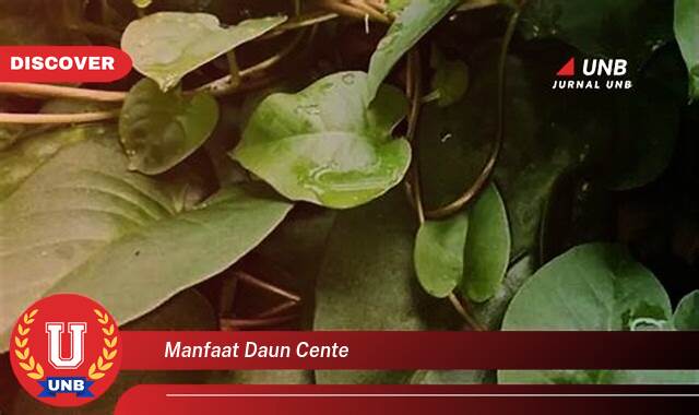 10 Manfaat manfaat daun cente yang tidak Semua Orang Tau